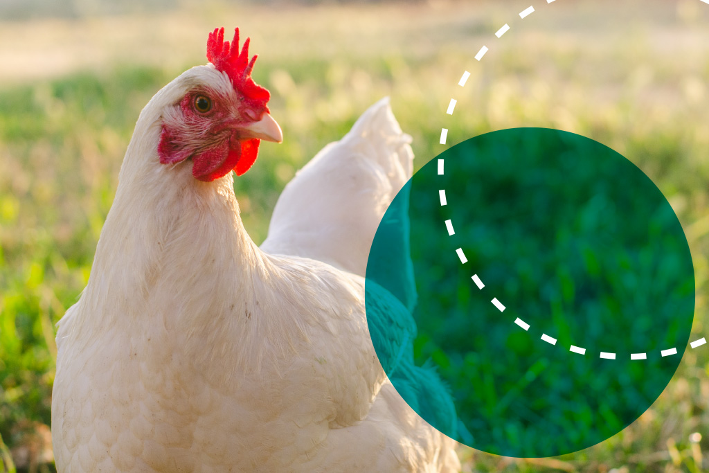 Novo_Site_Biorigin_Fotos_Produtos_Animais_Producao