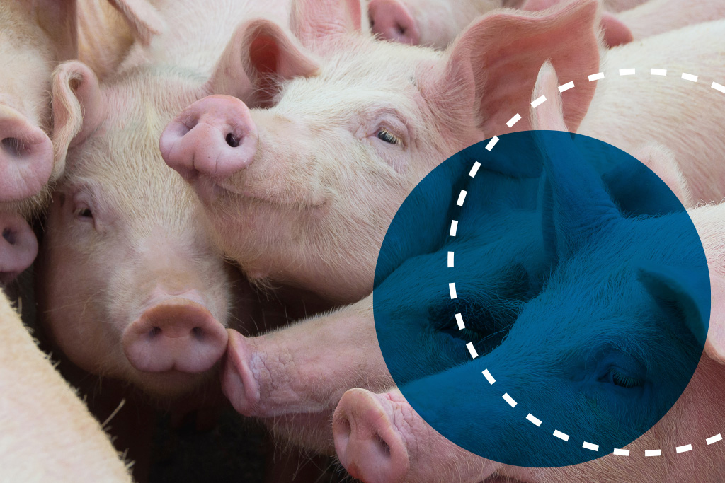 Novo_Site_Biorigin_Fotos_Produtos_Animais_Producao