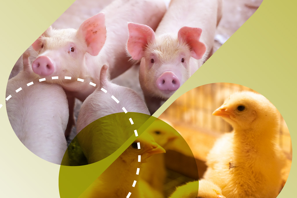 Novo_Site_Biorigin_Fotos_Produtos_Animais_Producao